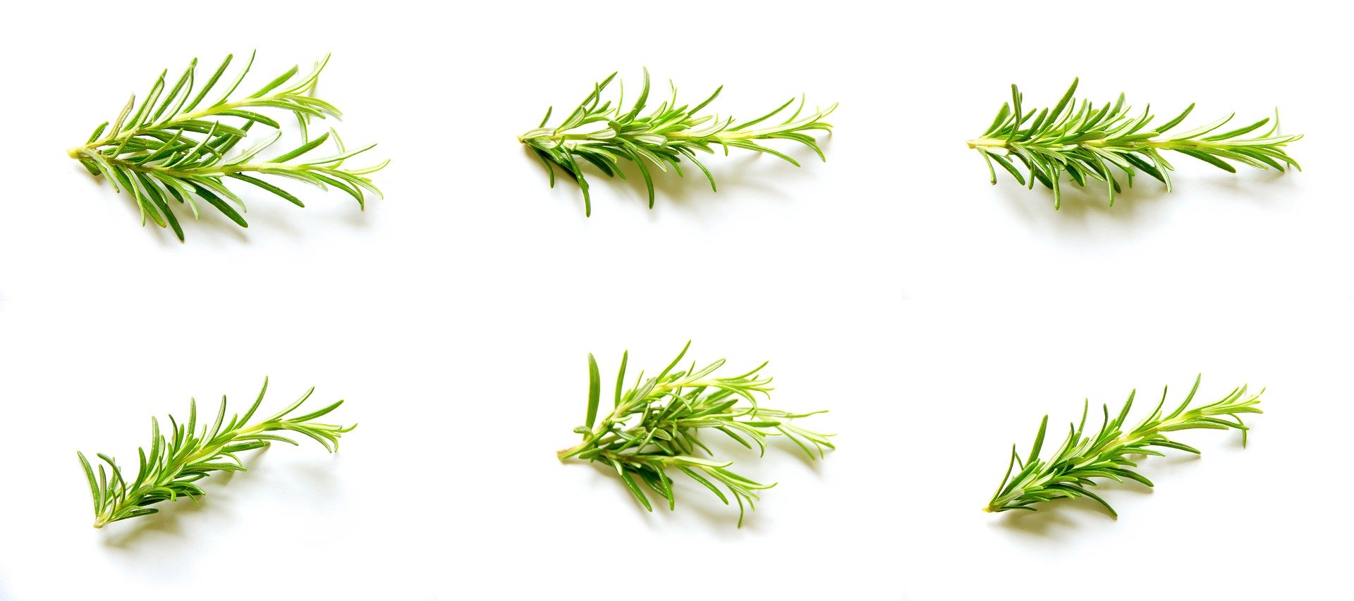 rosemary-1661525_1920 rosemary-1661525_1920